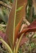 Musa 'Siam Ruby'