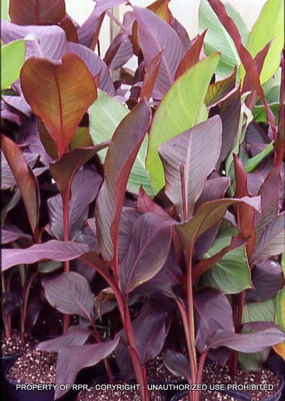 Canna musifolia 'Red' - Garden Plants - Rare Plant Research