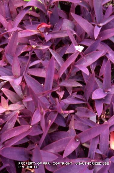 Tradeescantia 'Purple Heart' - Garden Plants - Rare Plant Research